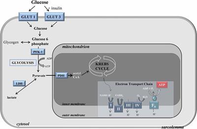Exogenous Ketones and Lactate as a Potential Therapeutic Intervention for Brain Injury and Neurodegenerative Conditions